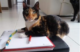 Asesorías en Comportamiento Felino (Virtuales y Presenciales) -  Adiestramiento Mascotas