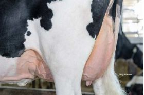 Holstein Orion -  Genética Bovina Línea Leche