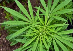 Plántulas de cannabis regular -  Plántulas