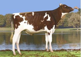 Holstein Redstream-ET -  Genética Bovina Línea Leche