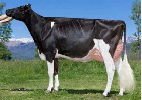 Holstein Meridian -  Genética Bovina Línea Leche