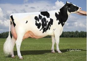 Holstein Bertaggia-ET -  Genética Bovina Línea Leche
