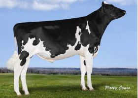 Holstein Buffalo -  Genética Bovina Línea Leche