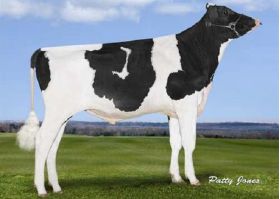 Holstein Classic -  Genética Bovina Línea Leche