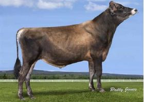 Semen Toro Holstein Suizo Jx Clearcut-3 en  Agrofertas®