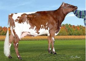 Semen Toro Holstein Suizo Bigtime en  Agrofertas®