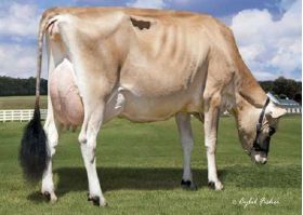 Semen Toro Holstein Suizo Choice en  Agrofertas®