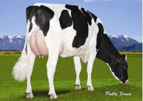 Semen Toro Holstein Suizo Meridian en  Agrofertas®