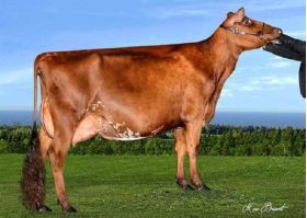 Semen Toro Holstein Suizos Bigstar en  Agrofertas®