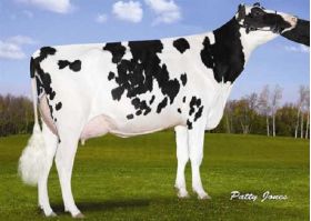 Holstein Fabulous -  Genética Bovina Línea Leche