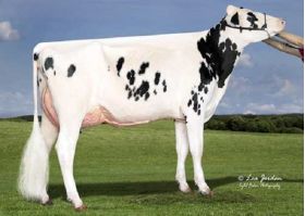 Holstein Byway -  Genética Bovina Línea Leche