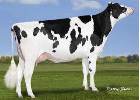 Holstein Classic -  Genética Bovina Línea Leche