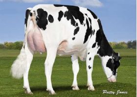 Semen Toros Holstein Suizos Classic en  Agrofertas®