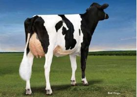 Holstein Crushabull -  Genética Bovina Línea Leche