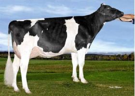 Holstein Lautrust -  Genética Bovina Línea Leche