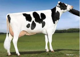 Holstein Prospectus -  Genética Bovina Línea Leche