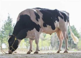 Holstein Byway -  Genética Bovina Línea Leche