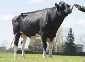 Holstein Lautrust -  Genética Bovina Línea Leche