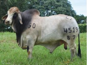 Semex Beef Brahman Bruselas Tame Carrao T.E. 4519/87 en  Agrofertas®