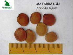 Semilla de Matarratón -  Semillas de Arboles