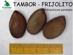 Semilla de Tambor-Frijolito -  Semillas de Arboles