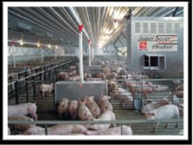 sistema de dosificacion lenta AP Cumberland -  Comederos para cerdos