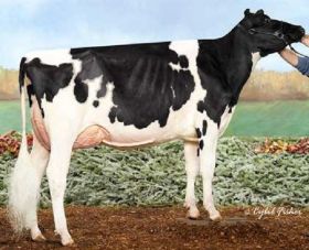 Holstein Orion -  Genética Bovina Línea Leche