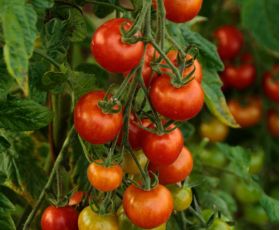 Plántulas de tomate chonto -  Plántulas