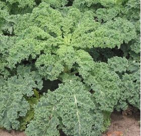 Plántula de Kale rizada - Col rizada -  Plántulas