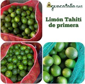 Limón Tahití de Primera -  Productos agrícolas