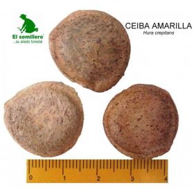 semilla de Ceiba Amarilla -  Semillas de Arboles