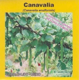 Semilla de Canavalia -  Semillas de Pasto