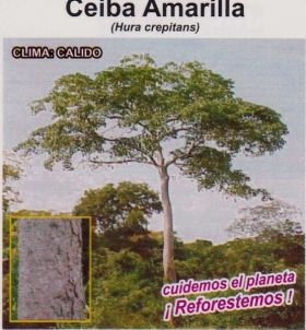 Ceiba Amarilla Semillas en  Agrofertas®