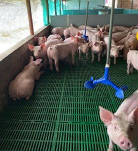 Bebedero Water Saver -  Bebederos para cerdos