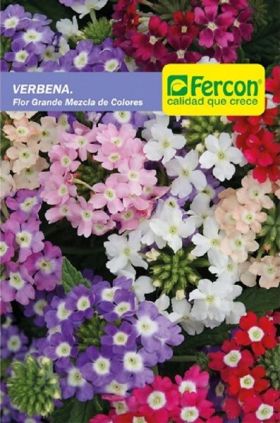 semilla de Verbena Flor Grande -  Plantas Ornamentales