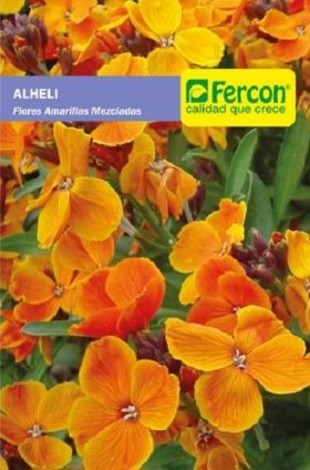 Semiilla de Alheli Flores Mezcla -  Plantas Ornamentales