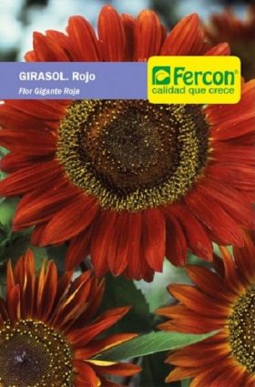 compra  Girasol Flor Gigante Roja en Agrofertas.co a  El Semillero