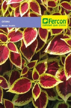 Gitana Mezcla de Arcoiris -  Plantas Ornamentales