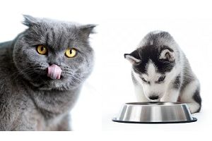 Suplementos de dieta para perros y gatos