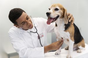 Suplementos para condición cardíaca de mascotas
