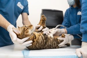 suplementos hepaticos para perros y gatos