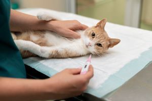 Suplementos para la salud renal de perros y gatos