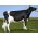 Holstein Incredibull-Red -  Genética Bovina Línea Leche