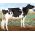 Semen Toro Holstein Suizo Orion en  Agrofertas®