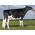 Semen Toro Holstein Suizo Russ-PP-Red en  Agrofertas®