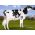 Holstein Fabulous -  Genética Bovina Línea Leche