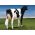 Holstein Crushabull -  Genética Bovina Línea Leche
