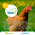 SobioTMO - Acelerador de compostaje -  Enmiendas Agrícolas