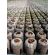 Jiffy Pellet -  Sustrato para Plantas