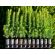 Jiffy Pellet -  Sustrato para Plantas